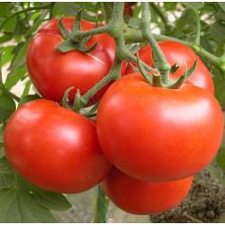 Tomatoes Seasoning Flavor Powder For Snack Food
