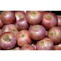 Gulta Onion